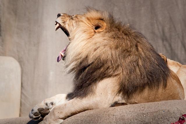 Louisville Zoo